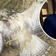 Dead buzzard killed by Norfolk gamekeeper Matthew Stroud (inset)