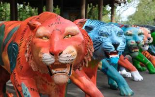 A brand-new colourful tiger sculpture trail featuring eight life-sized tiger statues is launching in Norfolk