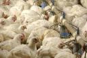 Two new bird flu cases have been confirmed at poultry farms near Northwold in west Norfolk and Hadleigh in Suffolk