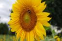 Grange Farm, in Hockwold, has opened its sunflower field to families