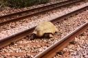 The tortoise on the Norwich to Stansted line this afternoon.