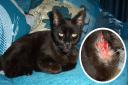 Thomas the cat was found dumped in a layby in Santon Downham. He is now looking for a new home.
