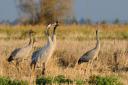 Cranes pictured in a barley stubble field