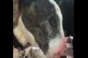 Violet, a bull terrier who was dumped in Thetford on October 15