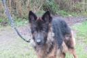Can you give Sasha a new home? Picture: DOGS TRUST SNETTERTON