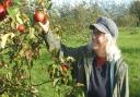 Trustee Clare Stimson in EEAOP's West Raynham orchards