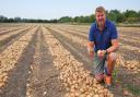 Hockwold farmer Tim Young with a diseased onion and one of the many healthy but unharvestable onions left in the field after the heatwave