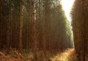 Thetford Forest has been named one of the best places in the UK to see autumn colours