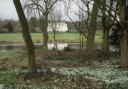 Snowdrops at Lexham Hall in Norfolk