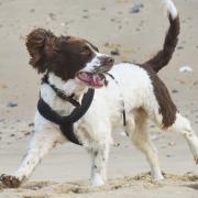 Here are seven beaches in Norfolk where you can walk your dog this summer