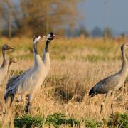 Cranes pictured in a barley stubble field