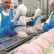 Eastern European poultry workers have been drafted in to Bernard Matthews' turkey factories ahead of Christmas
