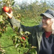 Trustee Clare Stimson in EEAOP's West Raynham orchards