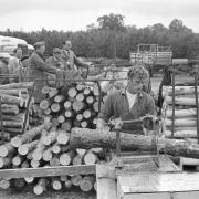 Forestry experts receive a guided tour of the facilities at Thetford Forest and see logs being cut with machines. Date: June 19, 1964.