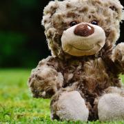 Teddy bears have been spotted in families' windows as an activity for children during the pandemic. Photo by Pixabay/Pexels