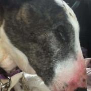 Violet, a bull terrier who was dumped in Thetford on October 15