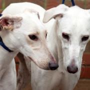 Three-year-olds Ezra and Auggie are among the many animals still waiting in the care of the RSPCA in west Norfolk