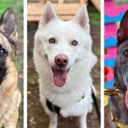 Do you have space in your home for any of these large dogs at Dogs Trust in Norfolk?