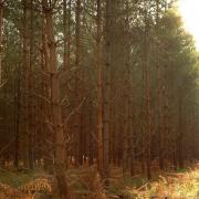 Thetford Forest has been named one of the best places in the UK to see autumn colours