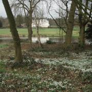 Snowdrops at Lexham Hall in Norfolk