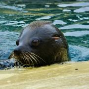 Two South American fur seals have arrived at Banham Zoo